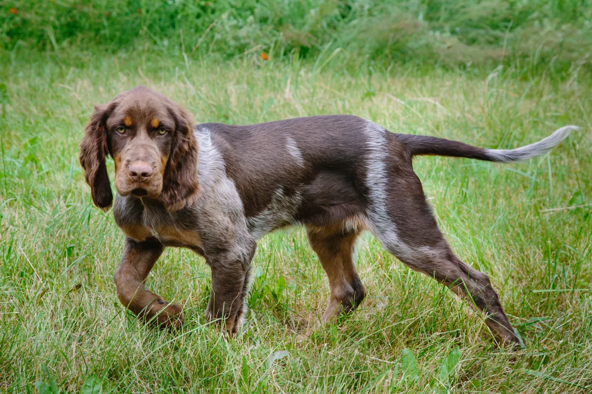 Picardy Spaniel